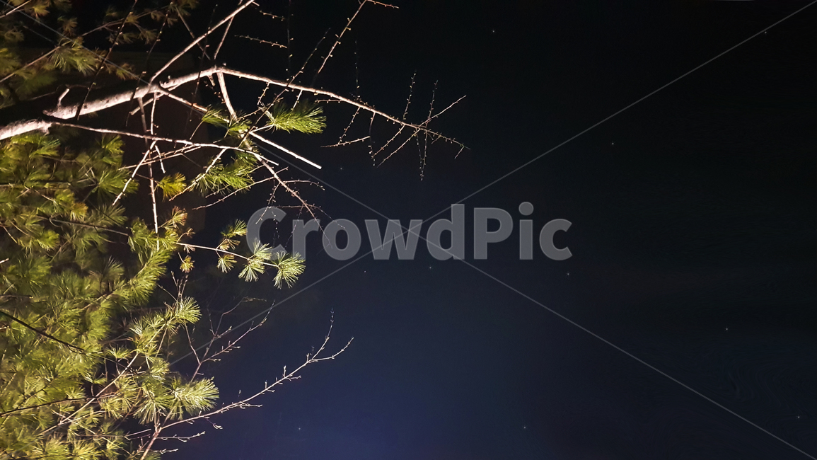 저녁,밤,새벽,나무,소나무,밤하늘,하늘,빛,night,배경,불빛,tree,별,star