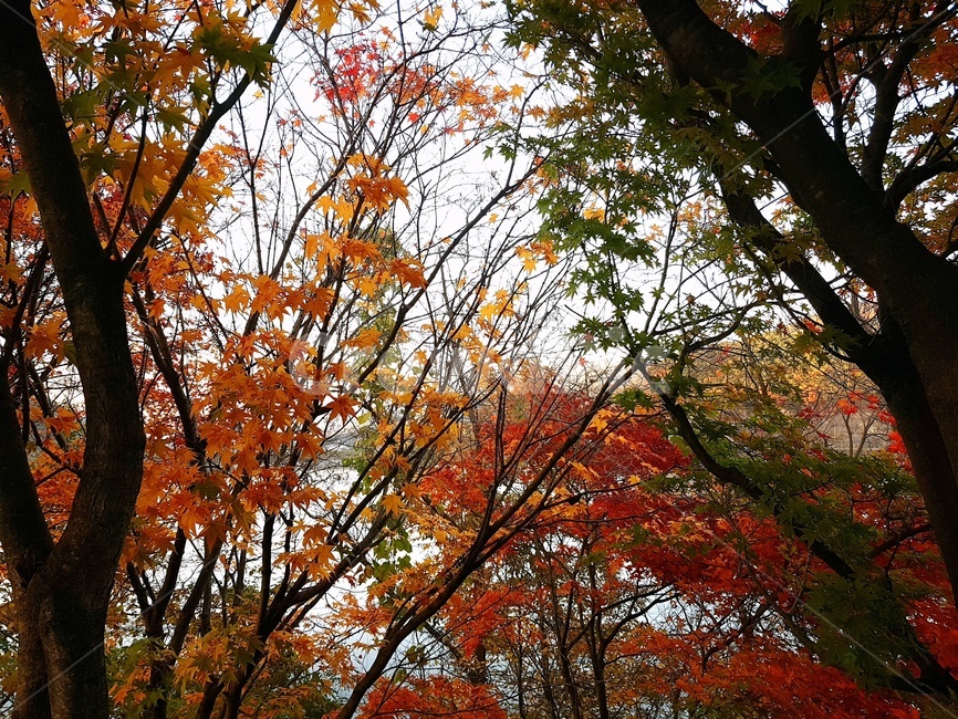단풍,내장산,가을,하늘,풍경,국립공원,적막,새벽,한적함,나무,가을,계절,fall,autumn,season,tree,plant,식물,leaf,잎,maple