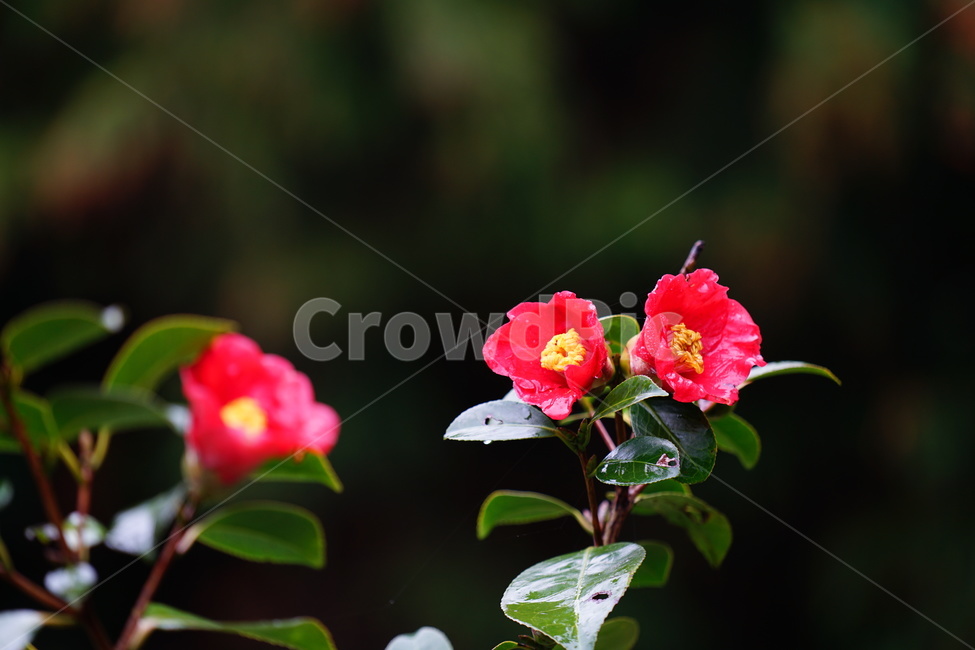 동백꽃,감성,제주도,꽃,빨강,식물,자연,plants,nature,꽃,flower