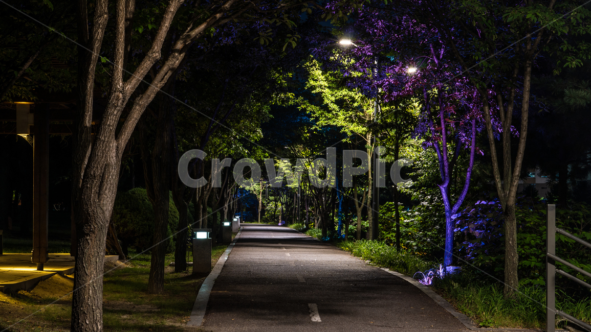 옥외,아스팔트,outdoors,가로수길,야경,asphalt