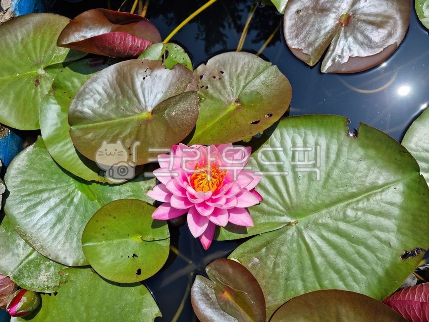 연꽃,꽃,분홍꽃,저수지,lotus,식물,plants,큰꽃,큰잎사귀,무안,수련,waterlily,수련꽃,flower,연못