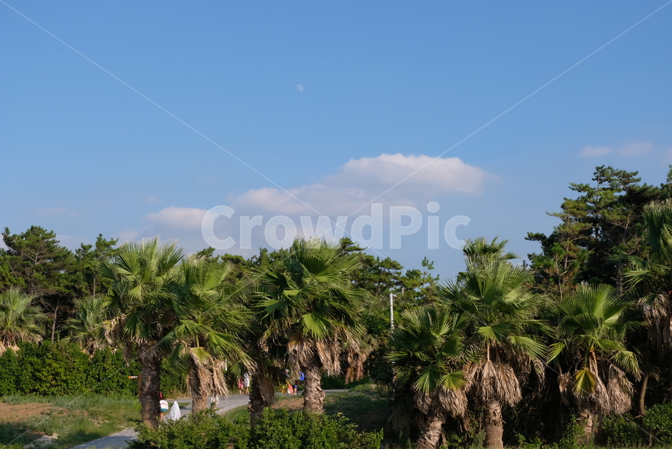 sky,cloud,palm tree,green,leaves,sight,tree,Wallpapers,leaf
