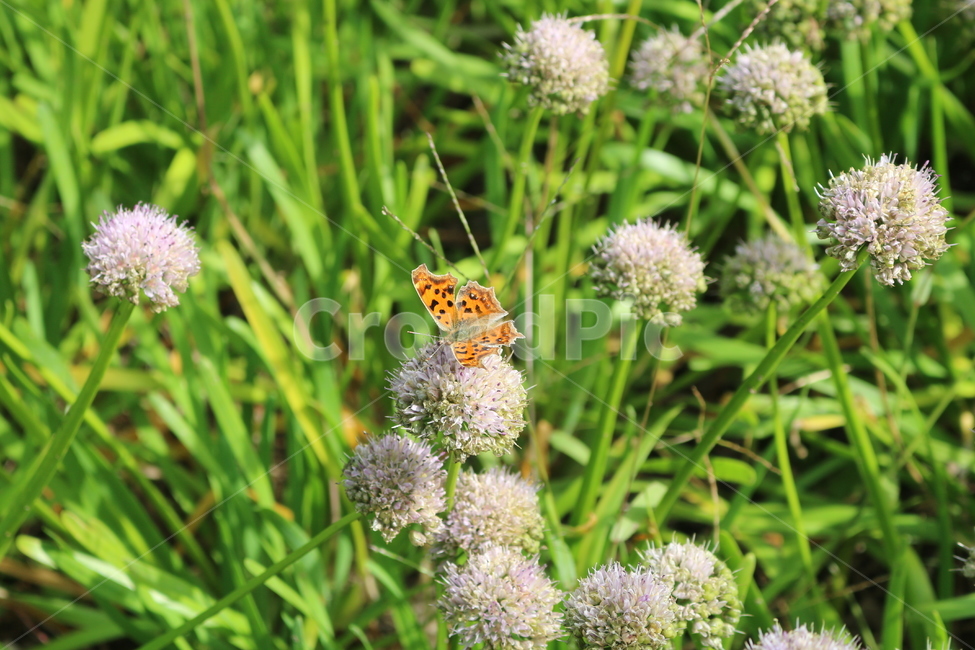 나비,동물,곤충,자연,꽃,공원,식물,자연,plants,nature,꽃,flower,동물,animal,곤충,벌레,insect,bug