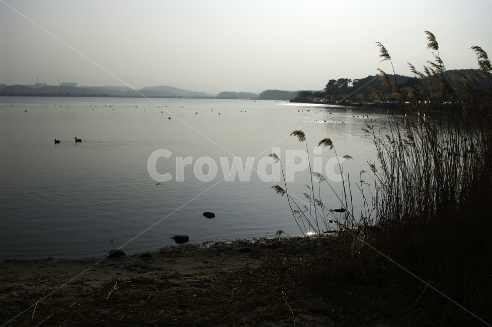 호수,경포호,강릉,풍경,자연,물,nature,억새