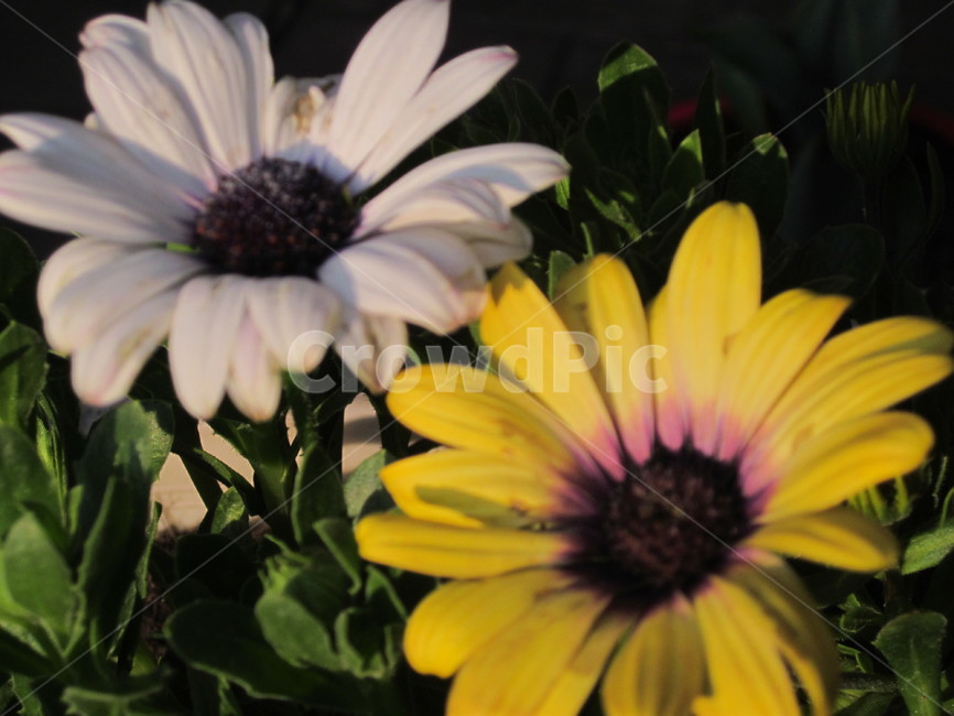 플라워,꽃,꽃화분,개화,봄꽃,식물,자연,plants,nature,꽃,flower