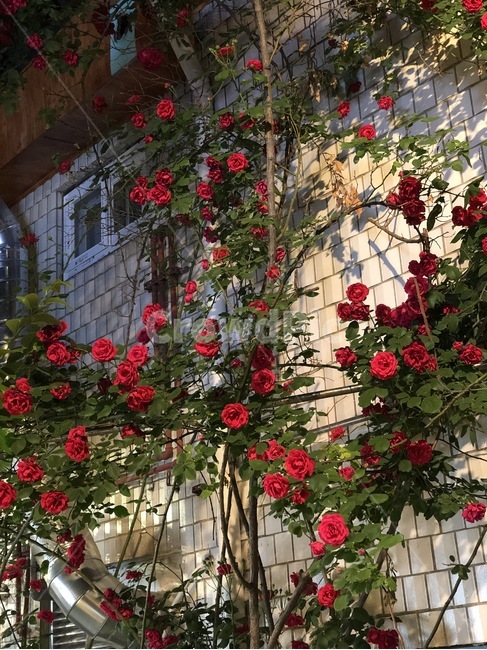 익선동,장미,빨간색,레드,꽃,식물,자연,plants,nature,꽃,flower,건축물,건물외관,exterior,building,structure,architecture,construction