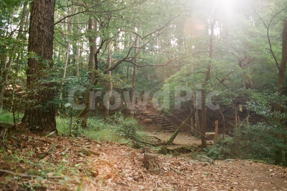 지리산둘레길,둘레길,등산,등산로,숲,산,자연,풍경,nature,landscape,한국자연풍경,한국자연경관,korea nature landscape,휴식,힐링,rest,relaxation,healing,woodland,삼림지,land,땅,forest,tree,나무,plant,식물,vegetation,초목,outdoors,옥외,ground,바닥