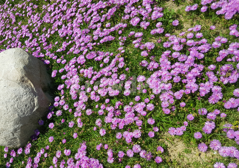 plant,식물,flower,송엽국,홍자색,분홍,석류풀과,꽃,봄