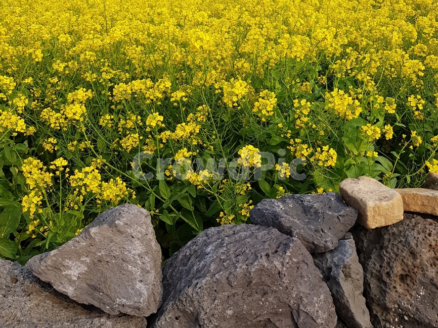 유채꽃,봄,제주,돌담,꽃,꽃밭,노랑색,yellow,flower,canola,jeju,spring,stonewall