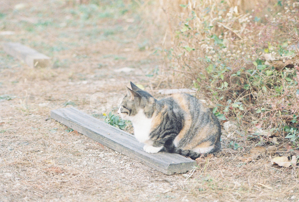 고양이,길고양이,동물,필름,길냥이,북서울꿈의숲,필름사진,cat,동물,animal,포유류,mammal,고양이,cat,kitten,kitty