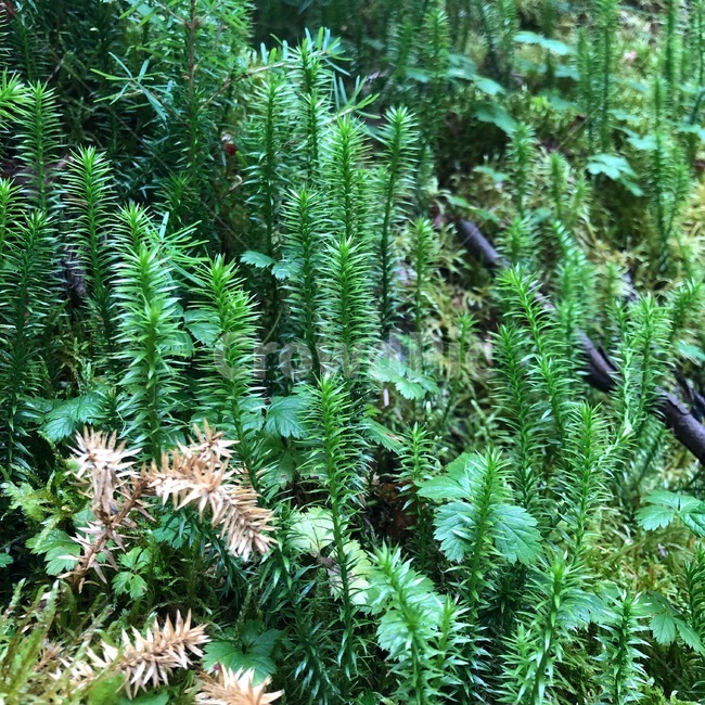 식물,plant,숲,자연,nature,tree,나무,식물,자연,plants,nature