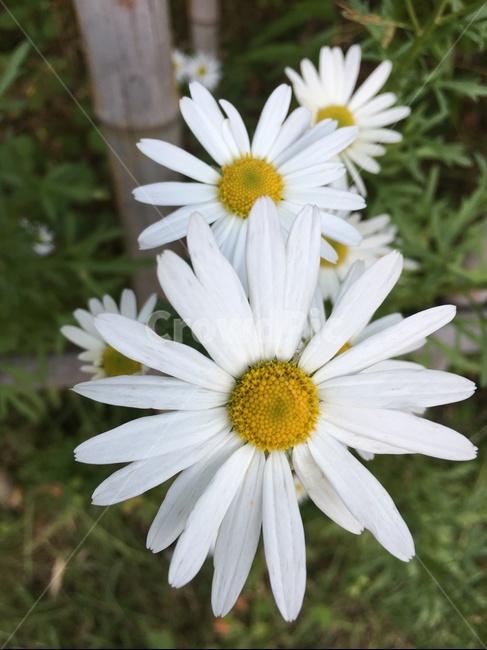 꽃,공원,하얀꽃,흰꽃,자연,식물,자연,plants,nature,꽃,flower