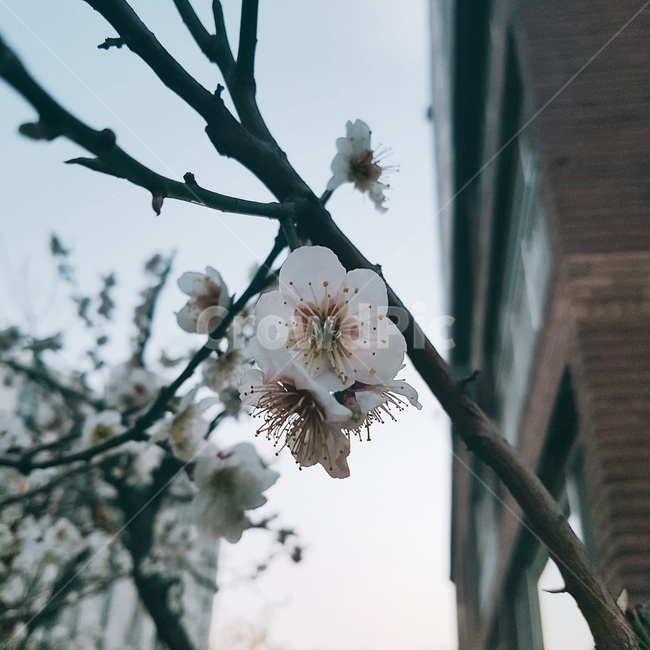 벚꽃,꽃,자연,예쁜꽃,봄