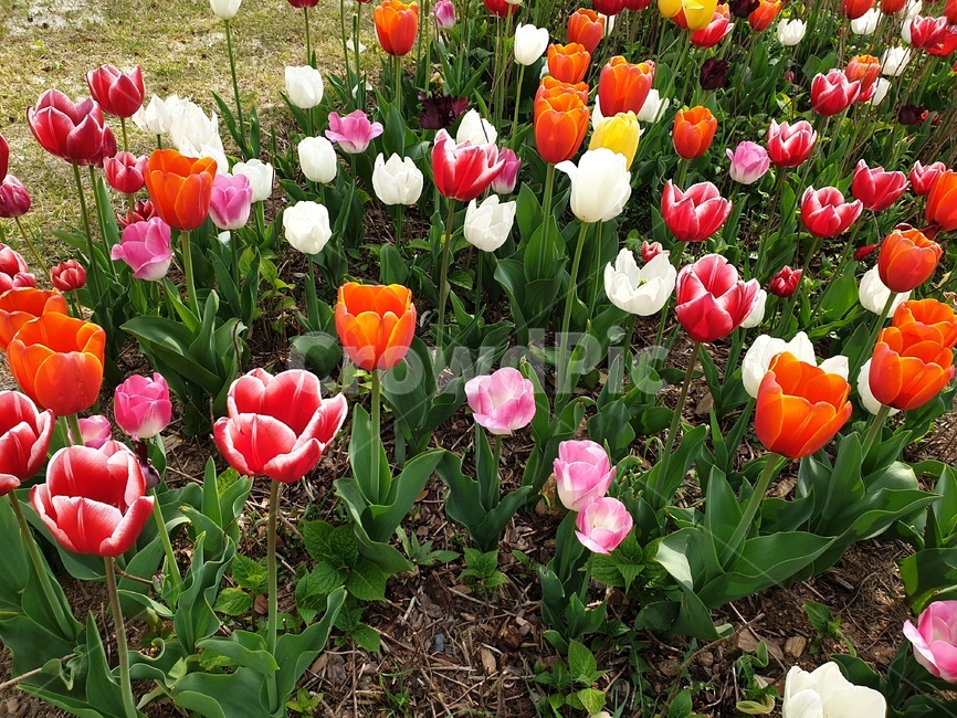 순천만국가정원,튤립,국가정원,순천만정원,plant,식물,flower,꽃,blossom