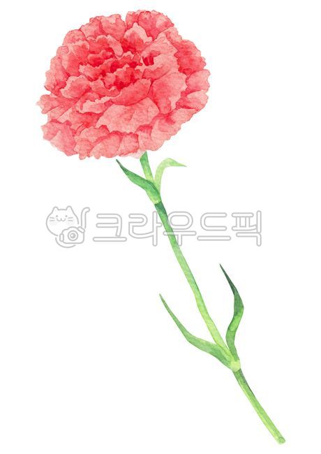 Nukki,carnation,thanks,red,botanical,drawn,day,hand,floral,Teachers day,blossom,handwork,Mothers Day,flower,Red,watercolor,painting,plant,illustration,Watercolor,parents,stem