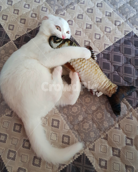 고양이,동물,스코티시폴드,폴드,스코티시,동물,animal,포유류,mammal,고양이,cat,kitten,kitty