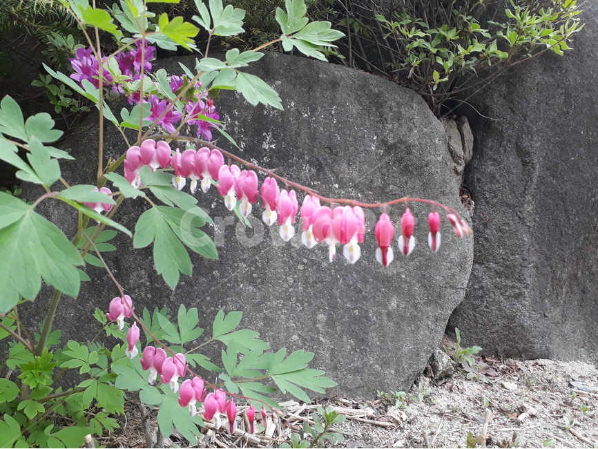 꽃,금낭화,봄,약초,flower,bleedingheart,dicentra,한국,korea,asia,들꽃,wildflower,산,moutain,herbalmedicine,식물,자연,plants,nature,꽃,flower