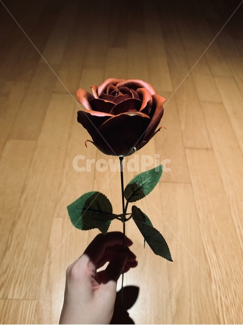 꽃,식물,장미,감성,예쁨