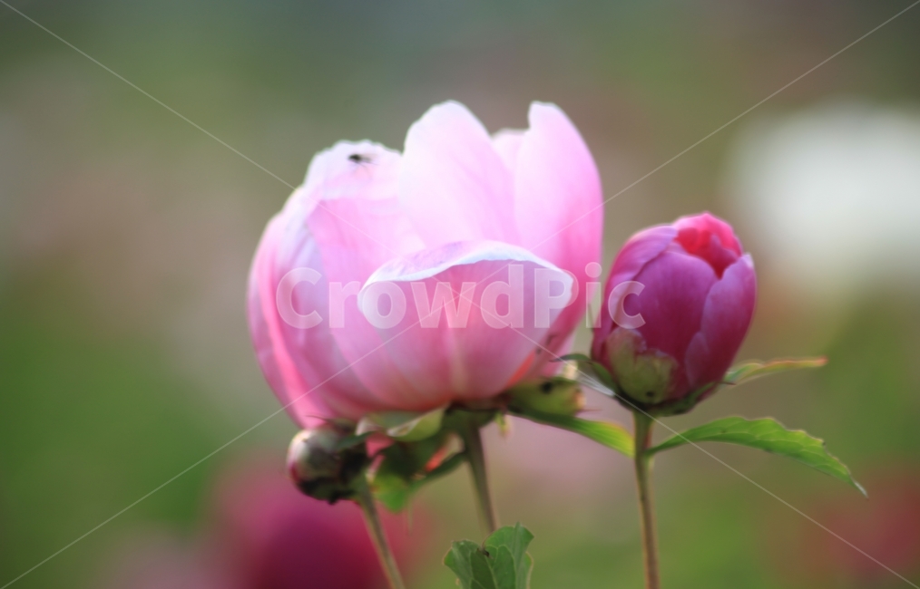 봄꽃,봄,작약,작약꽃,작약꽃봉오리,식물,자연,plants,nature,꽃,flower