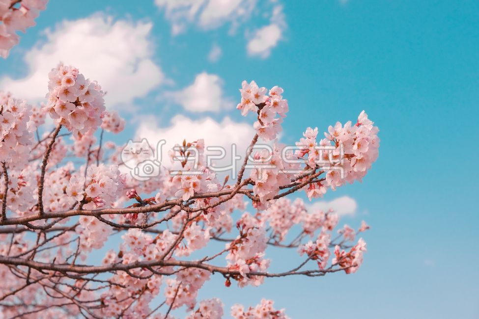 spring flowers,spring,cherry,Cherry Blossom,tree,flower