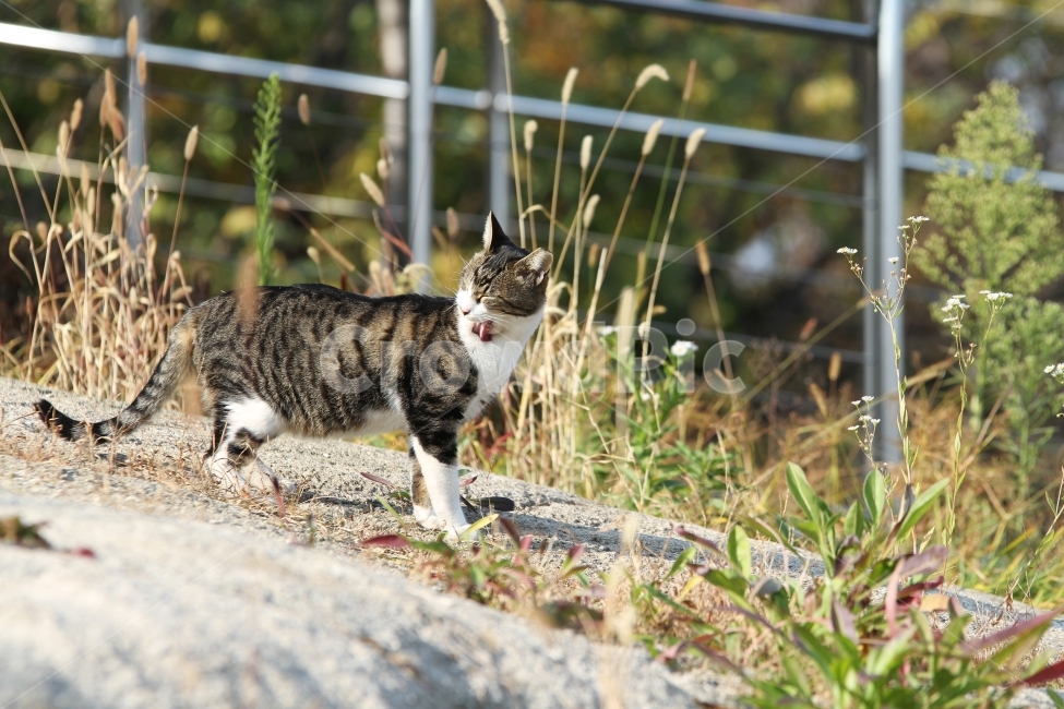 고양이,길고양이,공원,동물,감성사진,고양이표정,동물,animal,포유류,mammal,고양이,cat,kitten,kitty