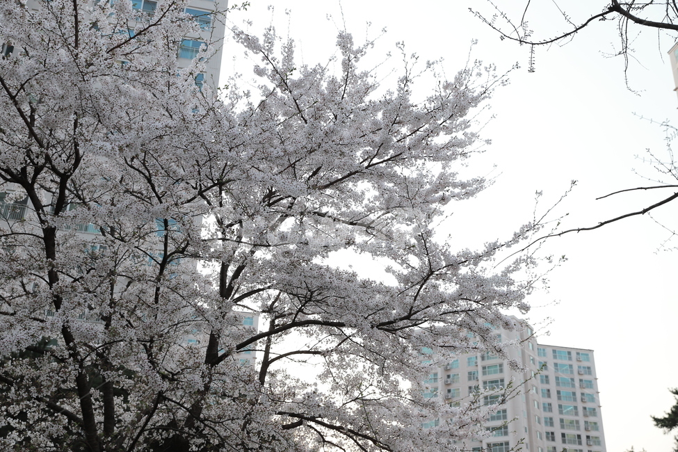 벚꽃,꽃,flower,cherryblossom,식물,봄