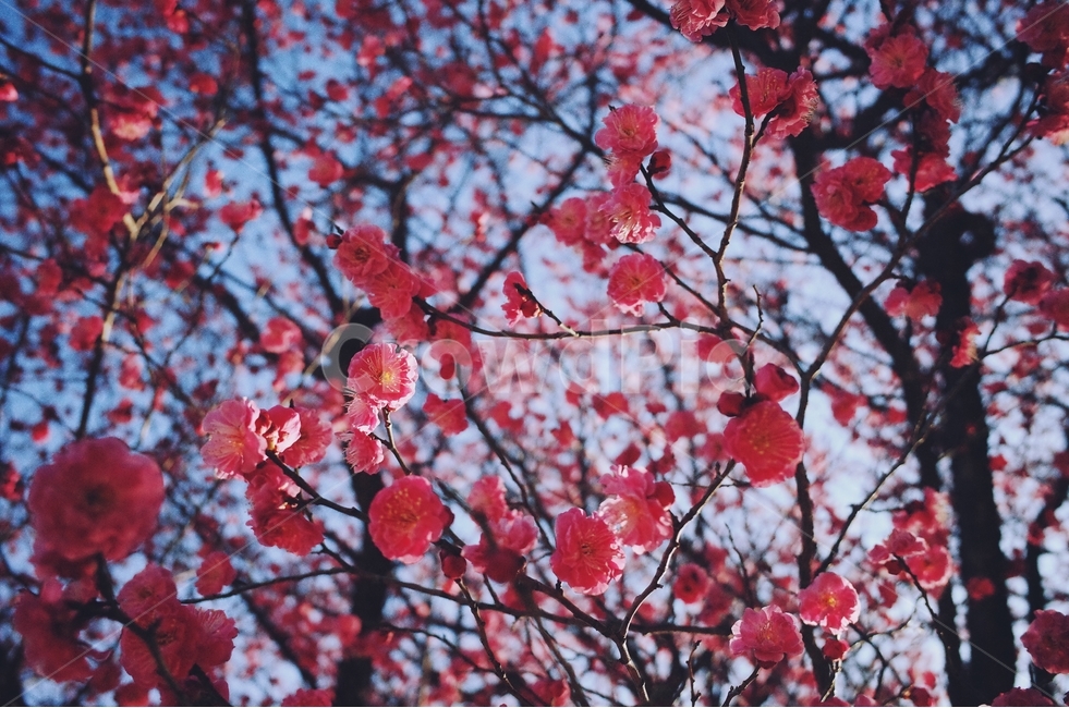 자연,봄,꽃,하늘,감성사진,봄,계절,spring,season,식물,자연,plants,nature,꽃,flower,plant,blossom
