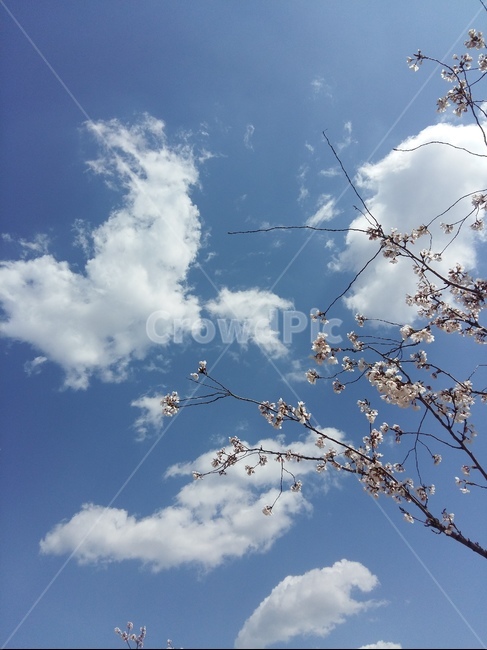 뭉게구름,봄,파랑하늘,햇빛,바람,낮,자연,풍경,nature,landscape,weather,날씨,outdoors,옥외,sky,하늘,cloud,구름,cumulus,적운