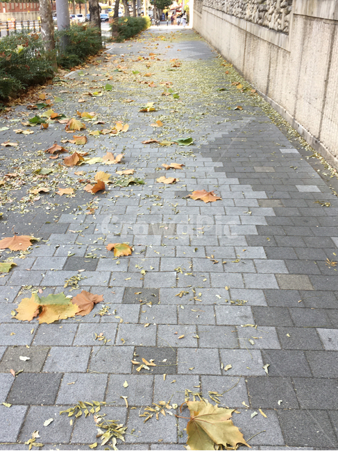 담,벽,wall,거리,street,보도블럭,sidewalkblock,보도,walkway,sidewalk,풍경,scenery,나무,tree,낙엽,deciduous,생활,life,바닥,땅,ground,floor,flooring,잎,leaf,식물,plant,판석,flagstone,통로,path,길,road