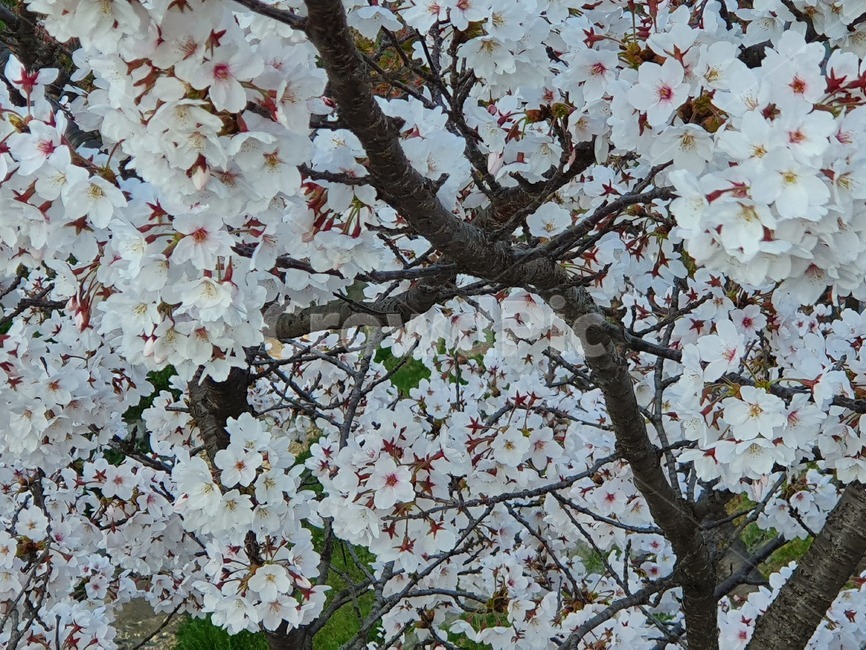 식물,blossom,벚꽃,꽃,cherryblossom