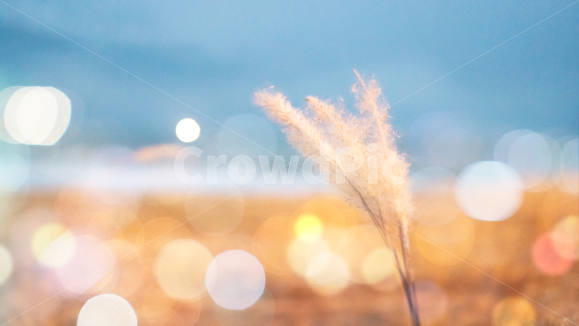 flavor,outdoor,Beach,ocean,Reed,Panorama,plant,sight,late afternoon,dazzling,late fall