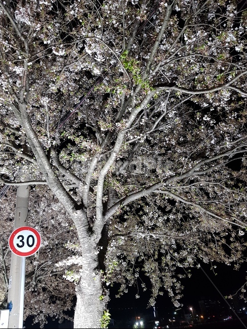 spring,roadside,Boryeong City,cherry blossom,Nighttime