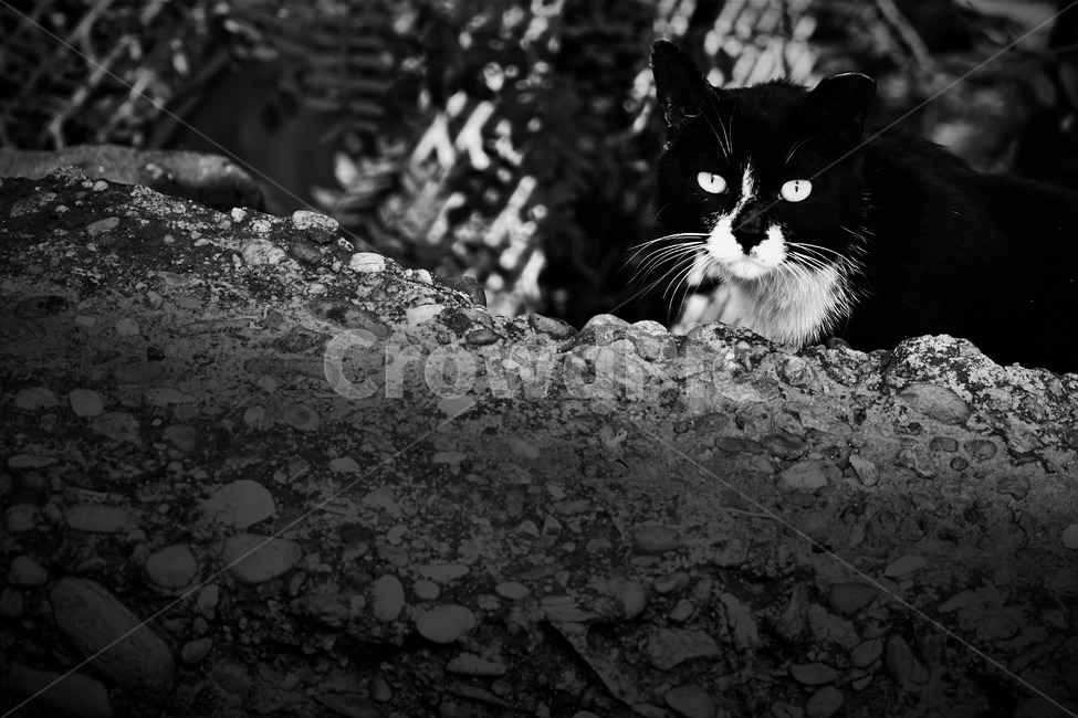 고양이,흑백,모노톤,눈,검은고양이,길냥이,cat,animal,homeless,scary,동물,animal,포유류,mammal,고양이,cat,kitten,kitty,흑백,모노톤,monochrome,black and white