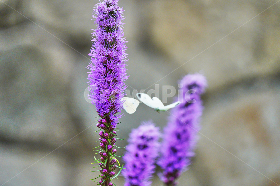나비,꽃,보라색,자연,야외,식물,자연,plants,nature,꽃,flower,동물,animal,곤충,벌레,insect,bug