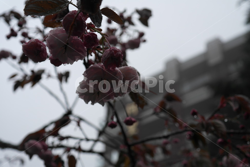 벛꽃,꽃,봄비,이슬,안개,아침,식물,자연,plants,nature,꽃,flower