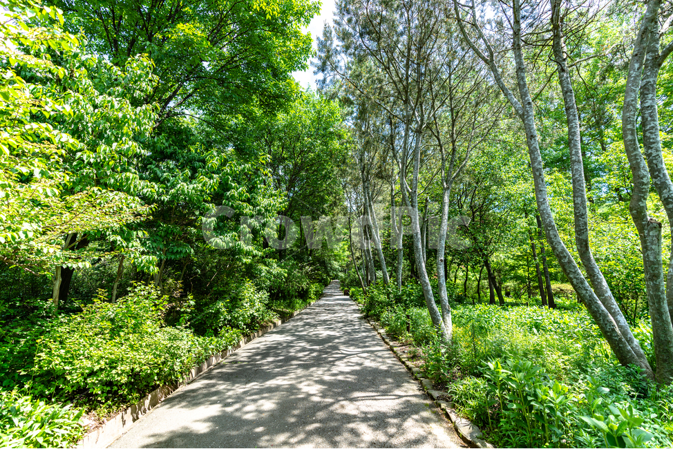 나무,숲,햇살,그늘,tree,foreset,sunshine,산책로,자연,풍경,nature,landscape,식물,plants,나무,trees,wood,휴식,힐링,rest,relaxation,healing,path,통로