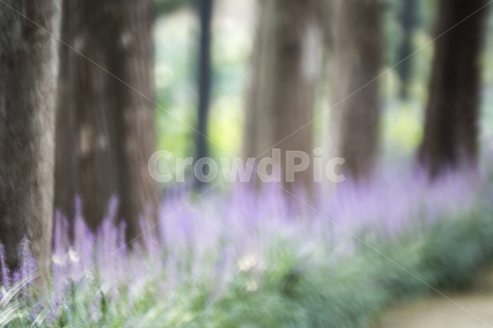 식물,plant,맥문동,보라,몽환,길,식물,자연,plants,nature,꽃,flower