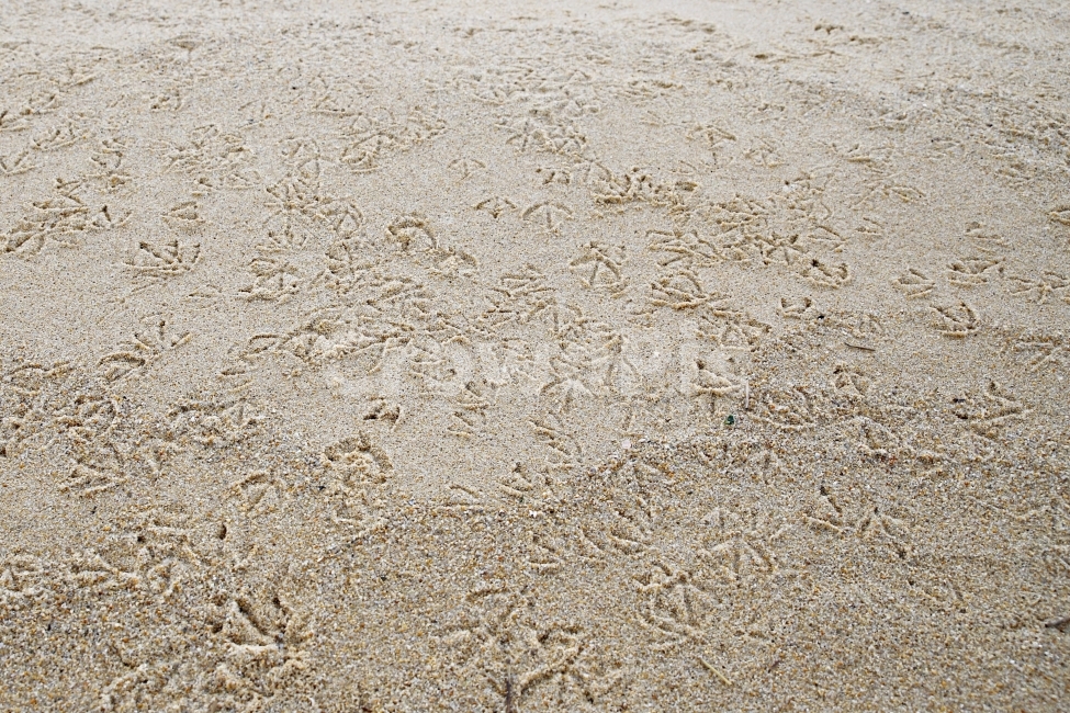 해변,갈매기발자국,갈매기,모래사장,영진해변,해변,바다,beach,sea