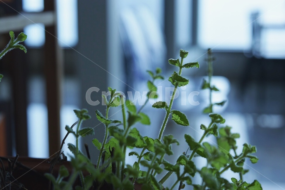 식물,pottery,화분,민트,mint,herbs,애플민트,applemint,식물,자연,plants,nature