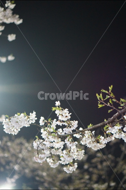 벚꽃,야경,빛,봄,풍경,봄,계절,spring,season,야경,밤,풍경,nightscape,night,landscape,식물,자연,plants,nature,꽃,flower,plant