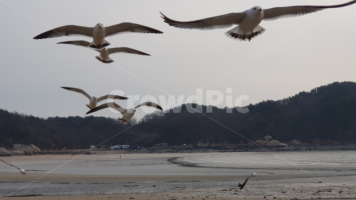 갈매기,새,동물,나는새,bird,해변,동물,animal,조류,새,birds