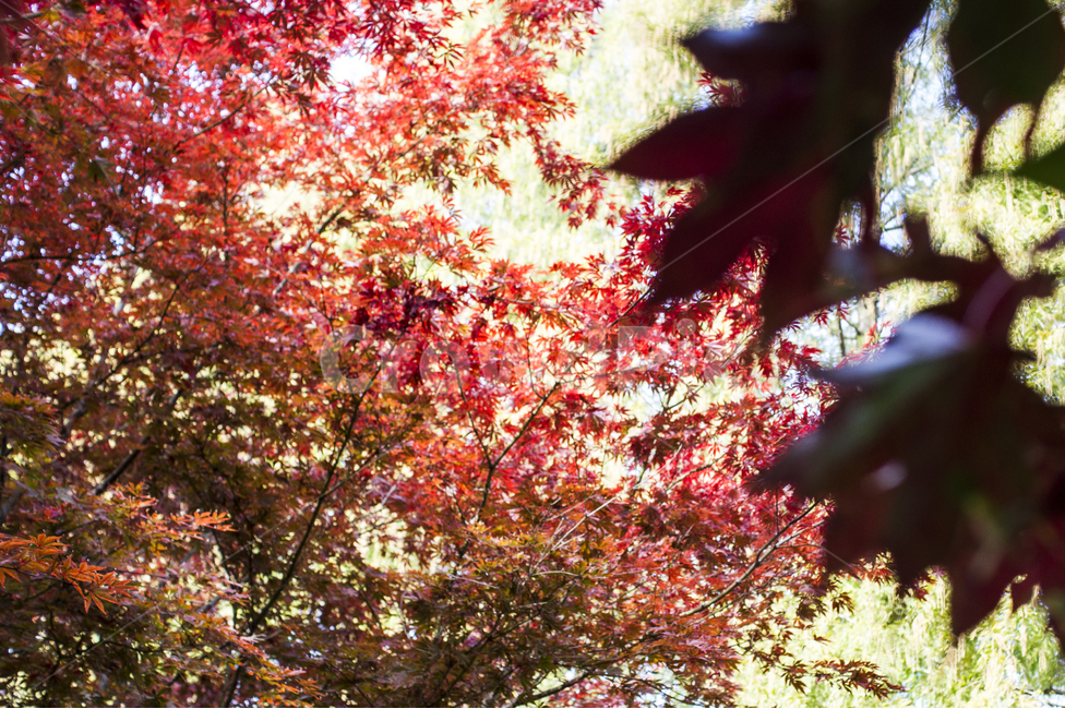 아웃포커싱,나무,감성,단풍나무,풍경,가을,가을,계절,fall,autumn,season,자연,풍경,nature,landscape,plant,식물,leaf,잎,tree,maple,단풍