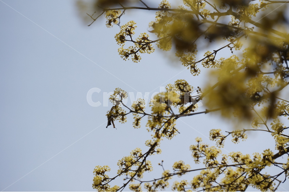 산수유,산수유나무,산수유꽃,노란색꽃,봄꽃,봄나무,식물,자연,plants,nature,꽃,flower