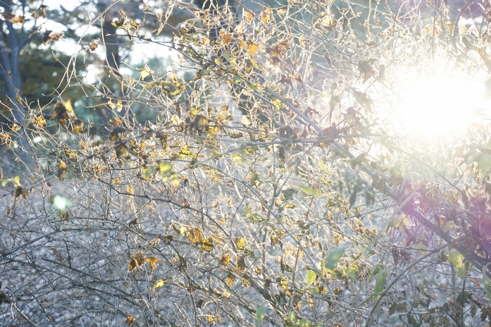 겨울,겨울나무,식물,나무,덤불,자연,빛,햇빛,nature,plants,plant,tree,winter,sunshine,계절,season,잎사귀,잎,leaf,초록,green,식물,자연,plants,nature,휴식,힐링,rest,relaxation,healing