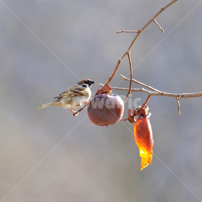 참새,새,방앗간,홍시,울타리,사립문,겨울,계절,winter,season,동물,animal,조류,새,birds,과일,열매,fruit