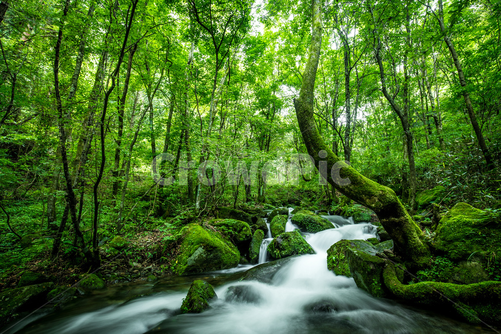 in the woods,forest,deep,purity,Moss,long exposure,Clean,pure,trees,rock,ecology,nature protection,in the mountains,record,sight,Yeongwol,green,natural,nature,lush,water,flowing,Eco,calm,moss valley