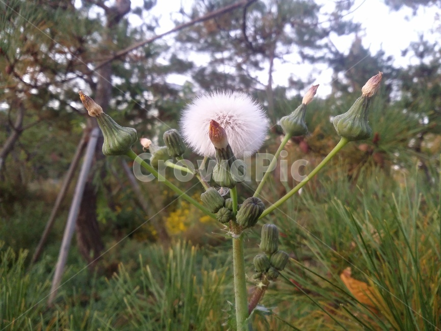 plant,식물,flower,자연,꽃,식물,자연,plants,nature,꽃,flower