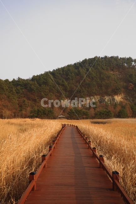 풍경사진,자연풍경,갈대사진,다리사진,순천만습지,가을,계절,fall,autumn,season,자연,풍경,nature,landscape,한국자연풍경,한국자연경관,korea nature landscape,building,건물,boardwalk,산책로,bridge,다리