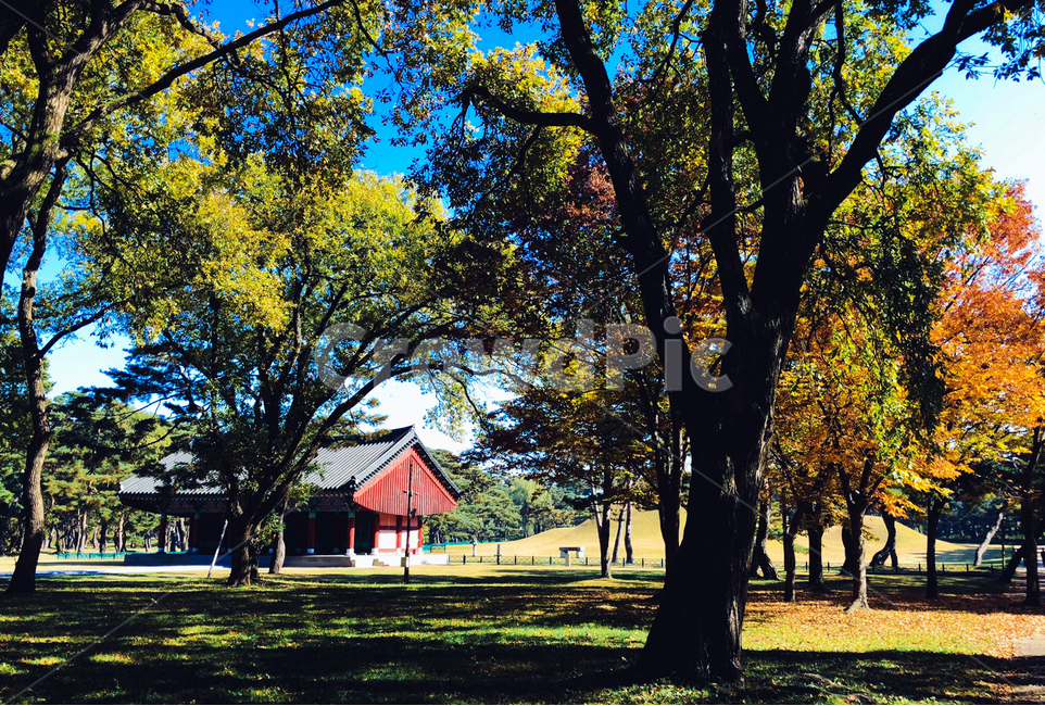 역사,경주,오릉,건축물,자연,가을,계절,fall,autumn,season,자연,풍경,nature,landscape,tree,나무,plant,식물,tree trunk,나무 줄기