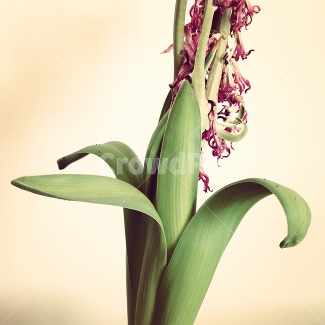 식물,꽃,히아신스,자연,nature,식물,자연,plants,nature,꽃,flower